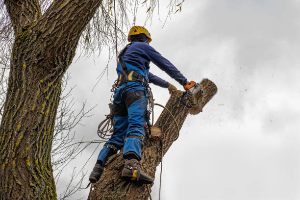 Best Stump Grinding Near Me  in Coopersville, MI